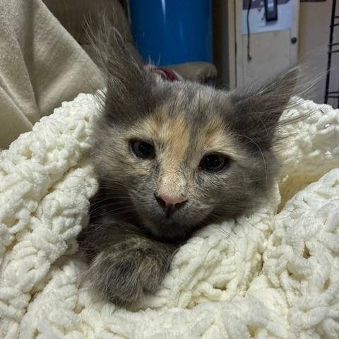 Judy, Adoptable, Kitten Female Domestic Long Hair.