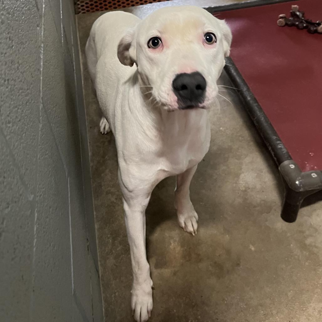 Enlarge Boogie, a Adoptable Mixed Breed in Pauls Valley, OK image 1/1