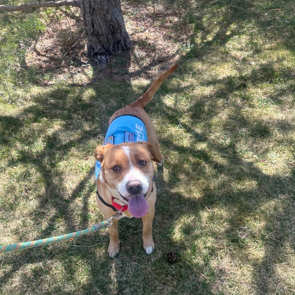 Enlarge Winnie the Pooch, a Adoptable Pit Bull Terrier in Cheyenne, WY image 1/6