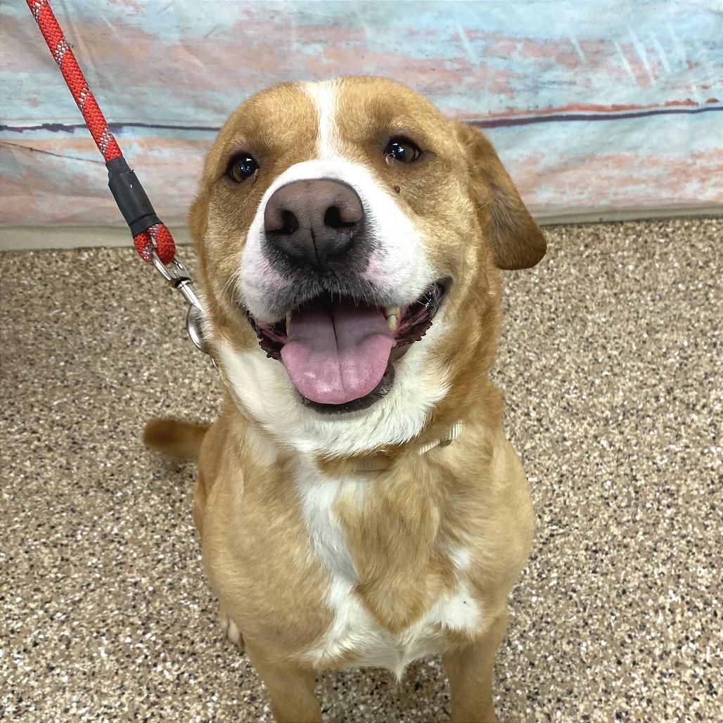 Enlarge Winnie the Pooch, a Adoptable Pit Bull Terrier in Cheyenne, WY image 2/6
