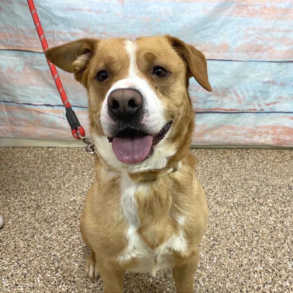 Enlarge Winnie the Pooch, a Adoptable Pit Bull Terrier in Cheyenne, WY image 3/6