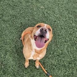 Enlarge Winnie the Pooch, a Adoptable Pit Bull Terrier in Cheyenne, WY image 4/6