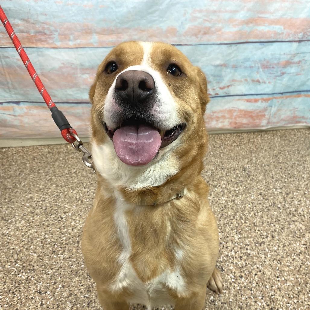 Enlarge Winnie the Pooch, a Adoptable Pit Bull Terrier in Cheyenne, WY image 5/6