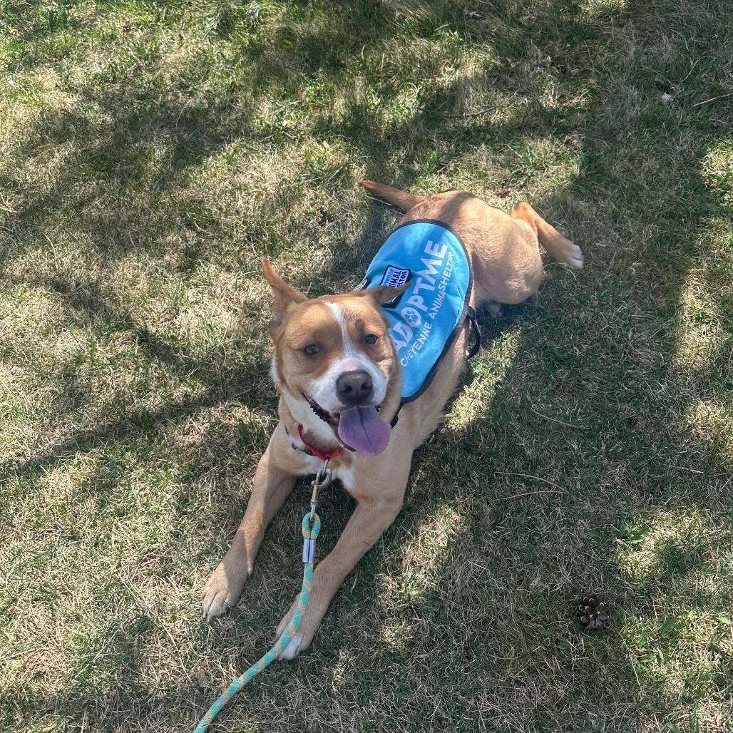 Enlarge Winnie the Pooch, a Adoptable Pit Bull Terrier in Cheyenne, WY image 6/6