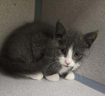 Squiggle - I am at Petsmart Northborough, Adoptable, Kitten Male Domestic Short Hair & Domestic Short Hair.
