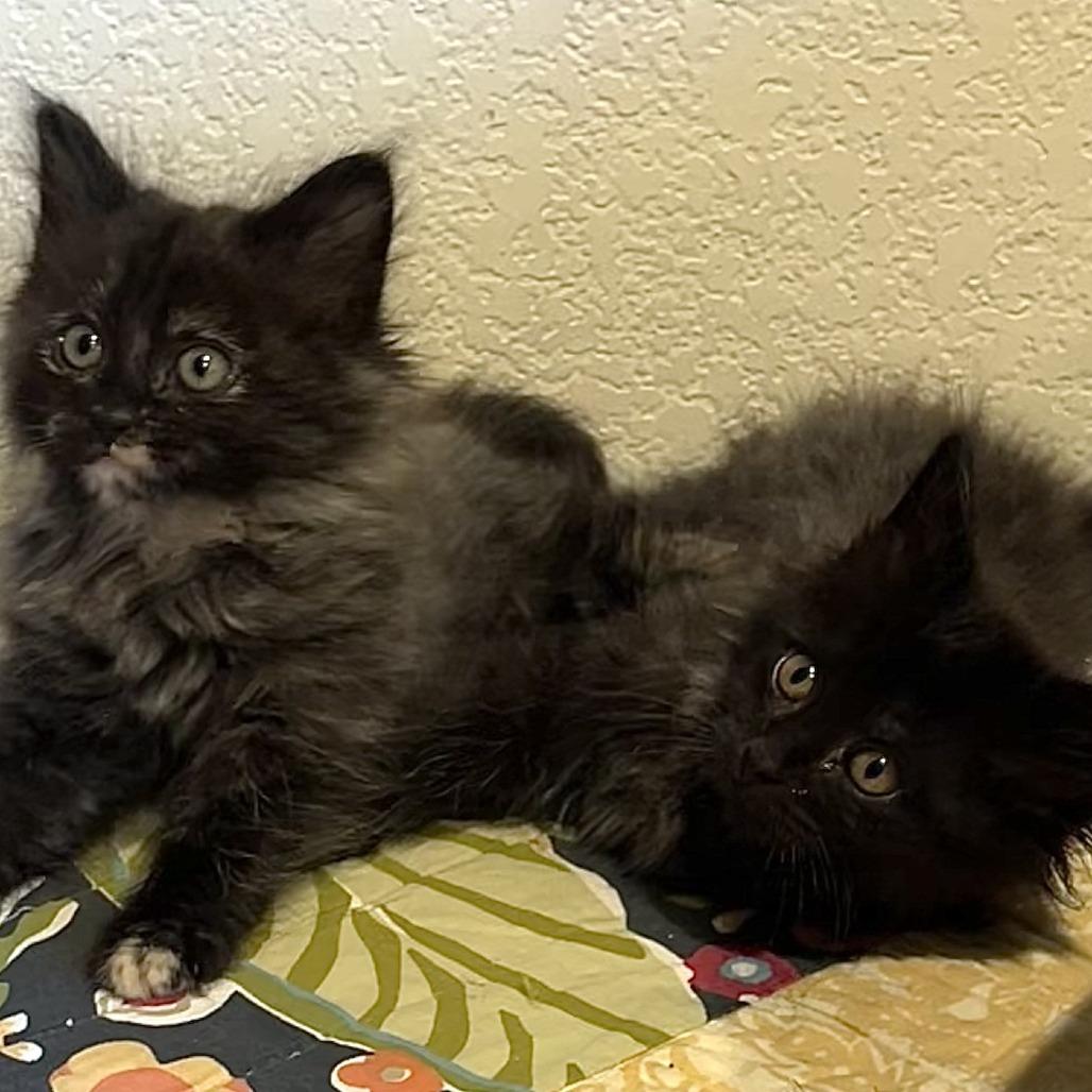 Enlarge Rowdy, a Adoptable Domestic Long Hair in Santa Rosa, CA image 1/4