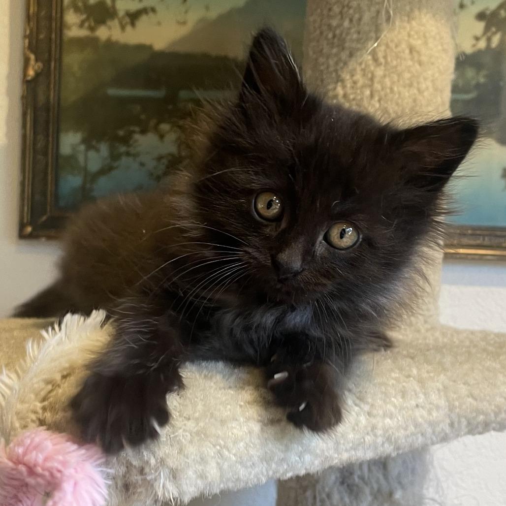 Enlarge Rowdy, a Adoptable Domestic Long Hair in Santa Rosa, CA image 2/4