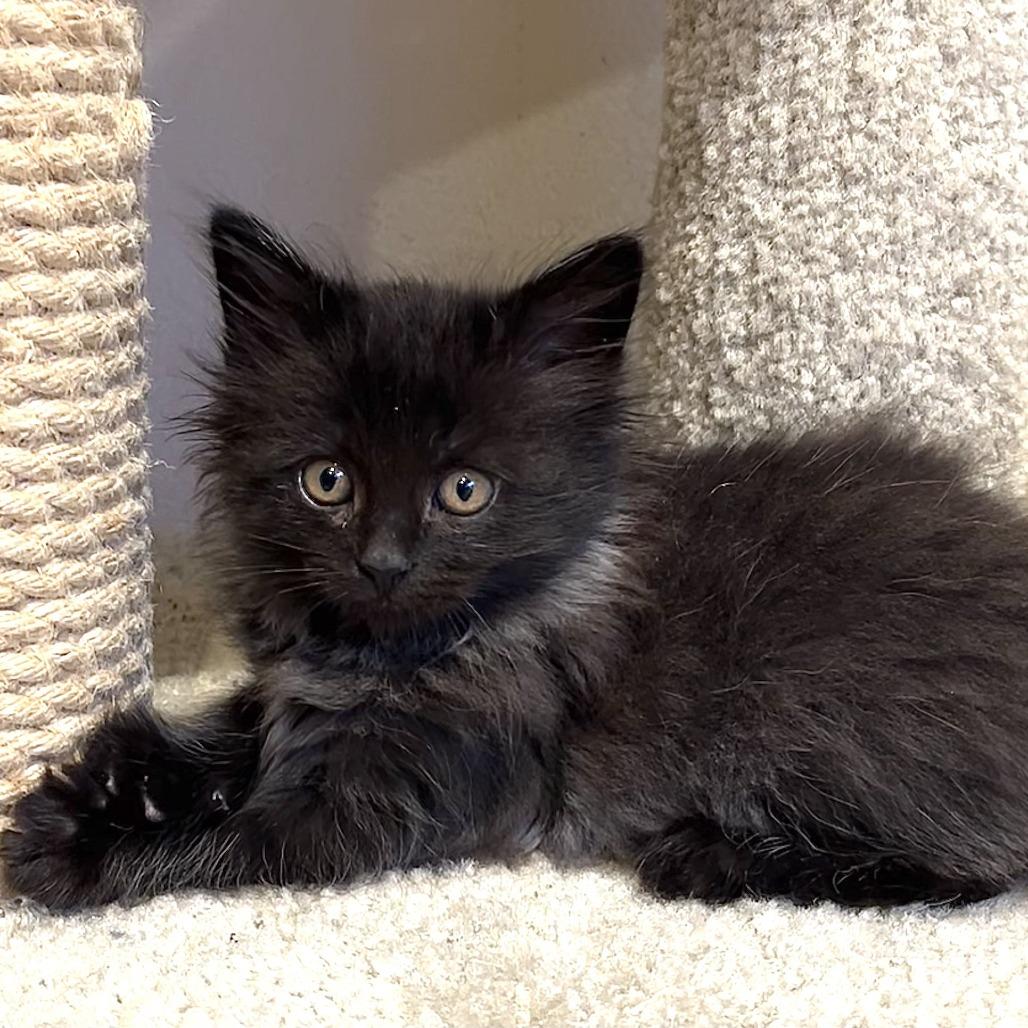 Enlarge Rowdy, a Adoptable Domestic Long Hair in Santa Rosa, CA image 3/4