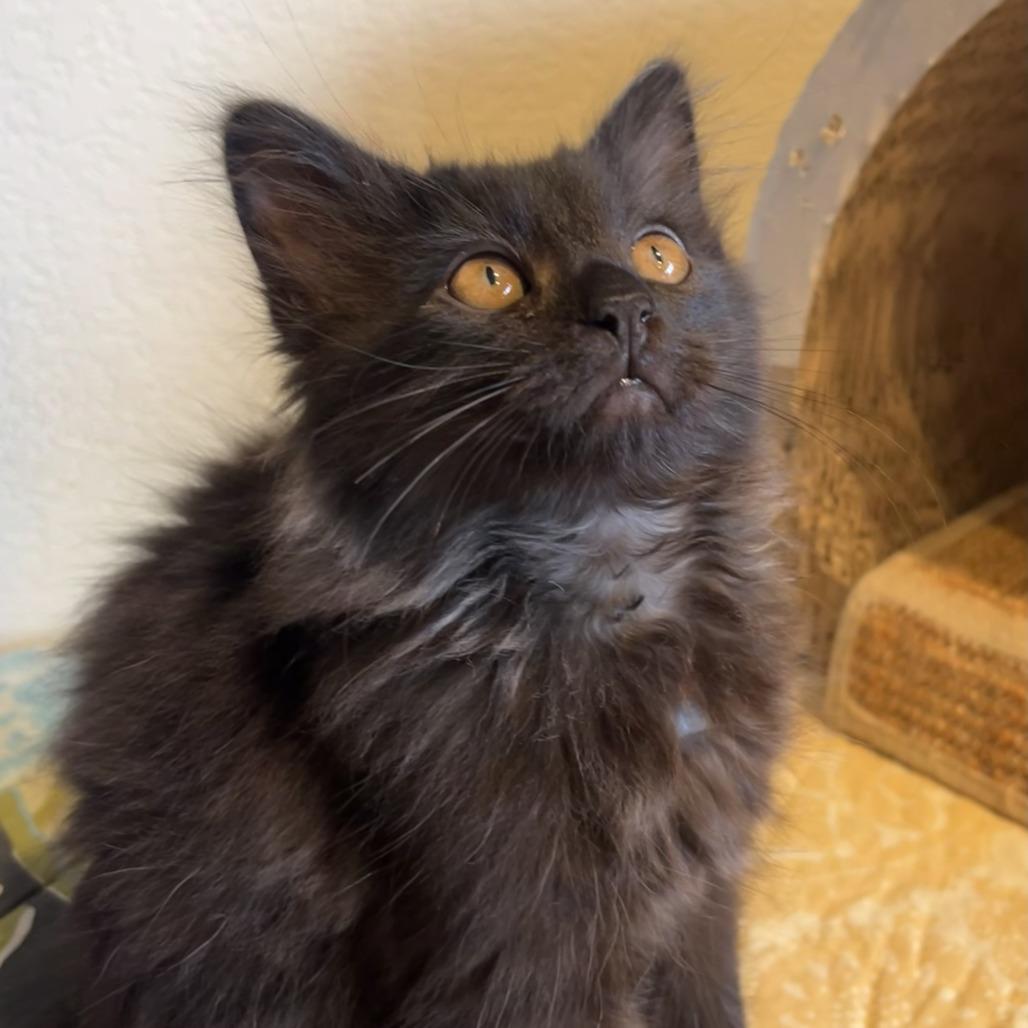 Enlarge Rowdy, a Adoptable Domestic Long Hair in Santa Rosa, CA image 4/4