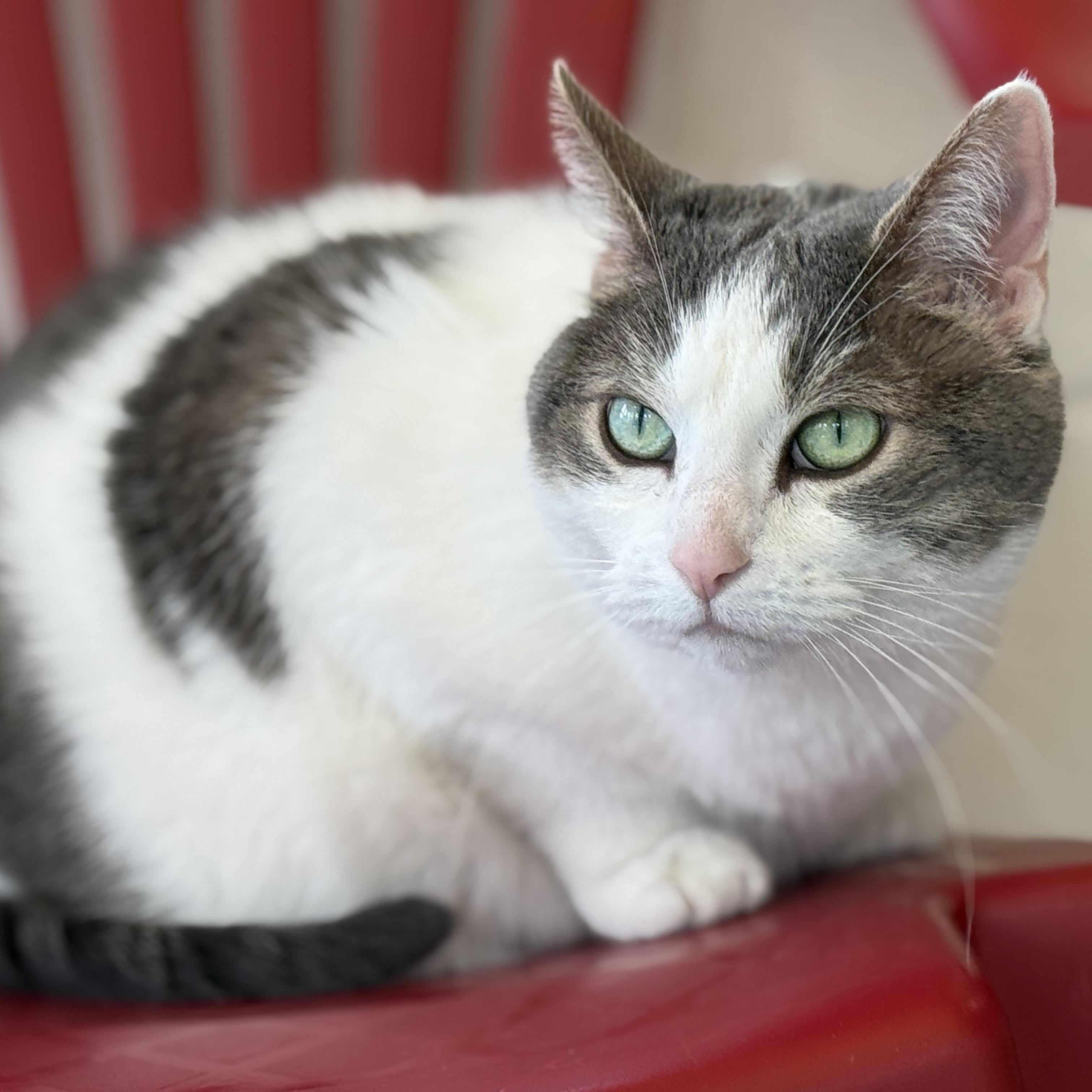 Enlarge Emma Lou, a Adoptable mixed breed in Latrobe, PA image 4/6