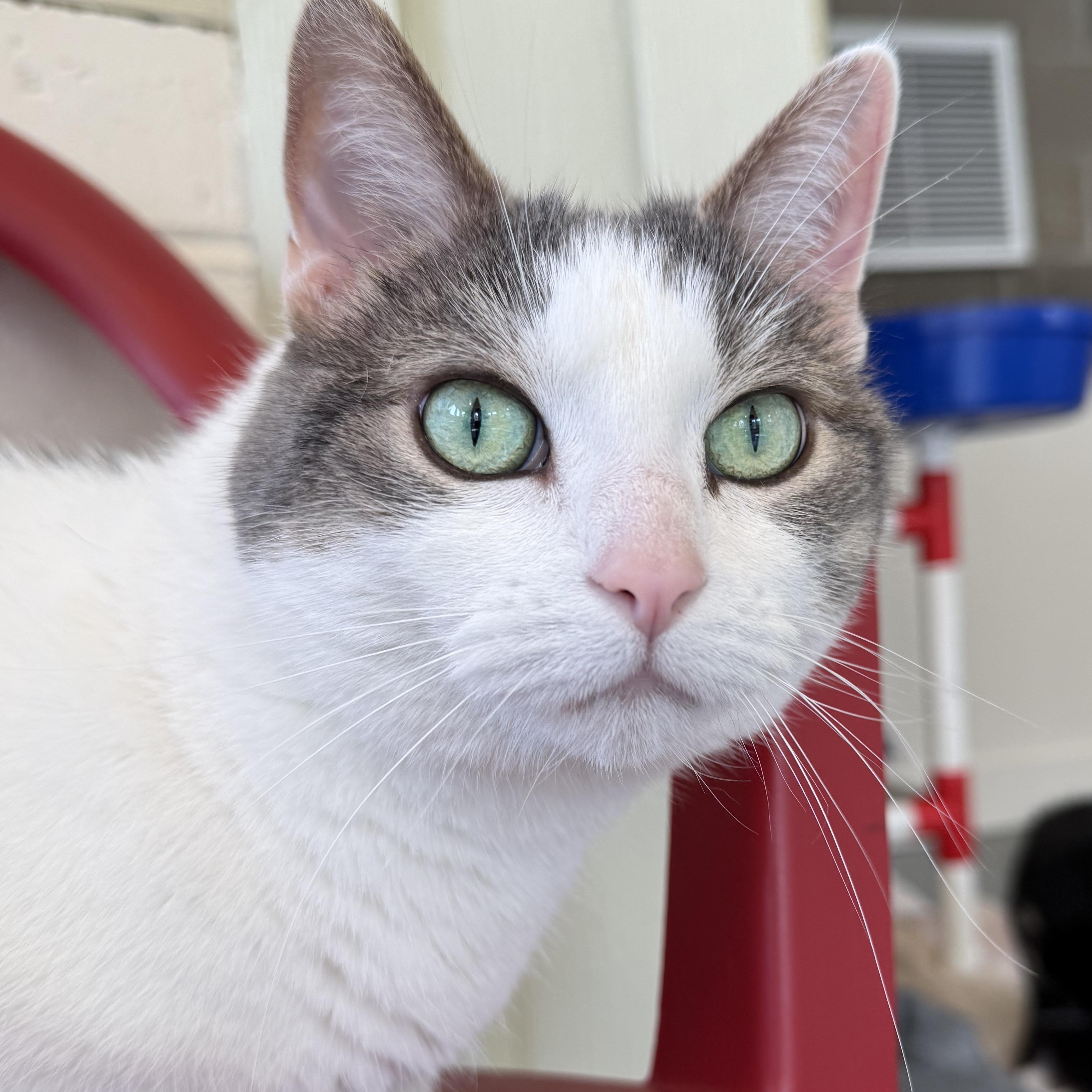 Emma Lou, Adoptable, Senior Female Domestic Short Hair.