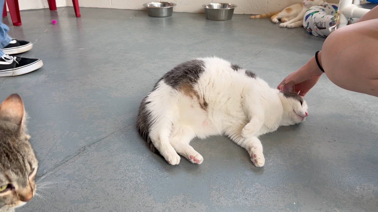 Enlarge Emma Lou, a Adoptable mixed breed in Latrobe, PA video 6/6