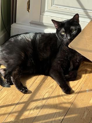 Jingle, Adoptable, Senior Male Domestic Short Hair & Domestic Short Hair.