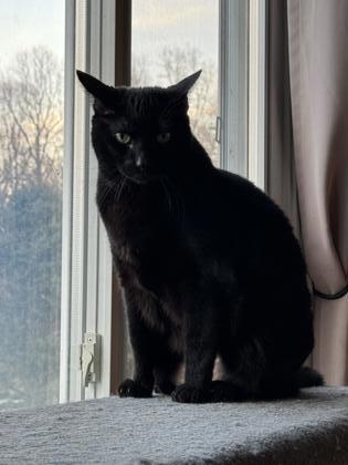 Jingle, a Adoptable mixed breed in Port Republic, MD image 2/2
