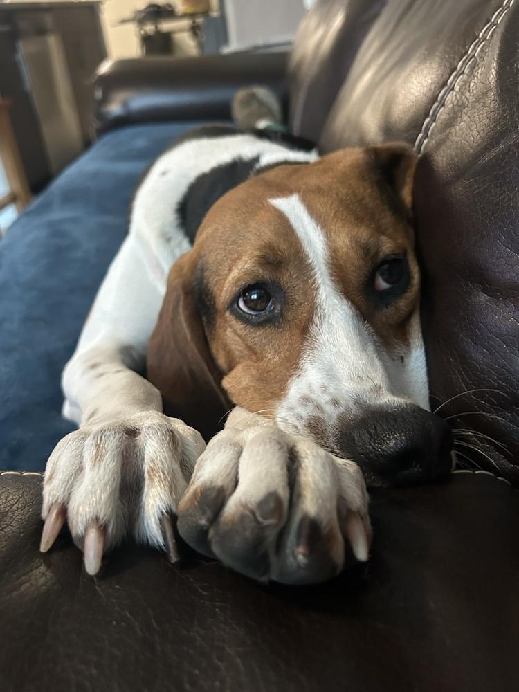 Tilly Mae, Adoptable, Adult Female Treeing Walker Coonhound & Hound.