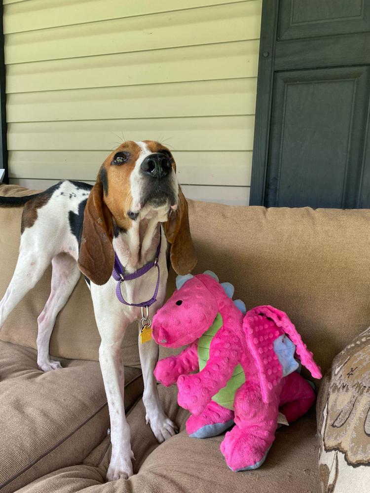 Enlarge Tilly Mae, a Adoptable mixed breed in Charleston, SC image 2/6