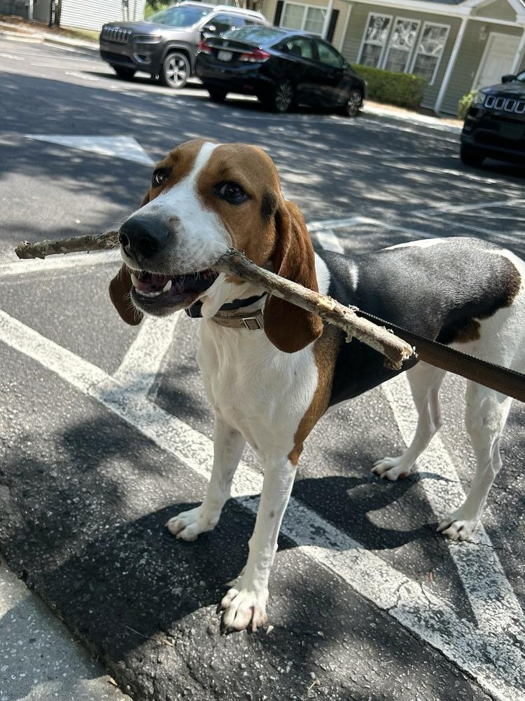 Enlarge Tilly Mae, a Adoptable mixed breed in Charleston, SC image 4/6