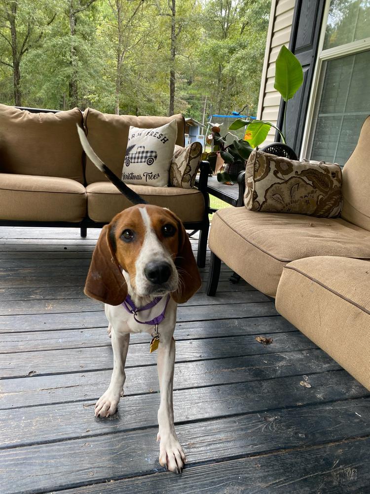 Enlarge Tilly Mae, a Adoptable mixed breed in Charleston, SC image 5/6