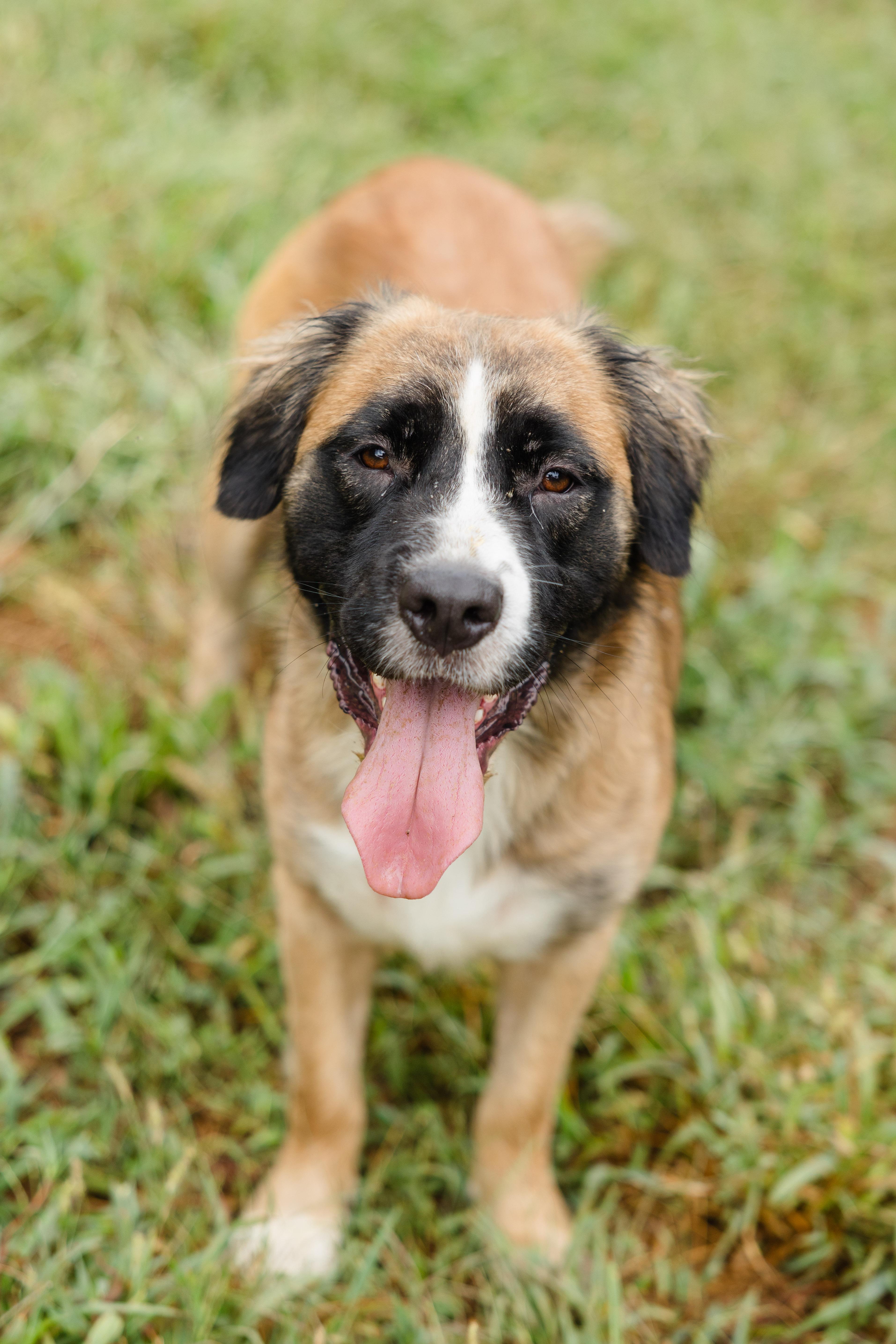 Enlarge Gator, a Adoptable mixed breed in Newburgh, IN image 4/4