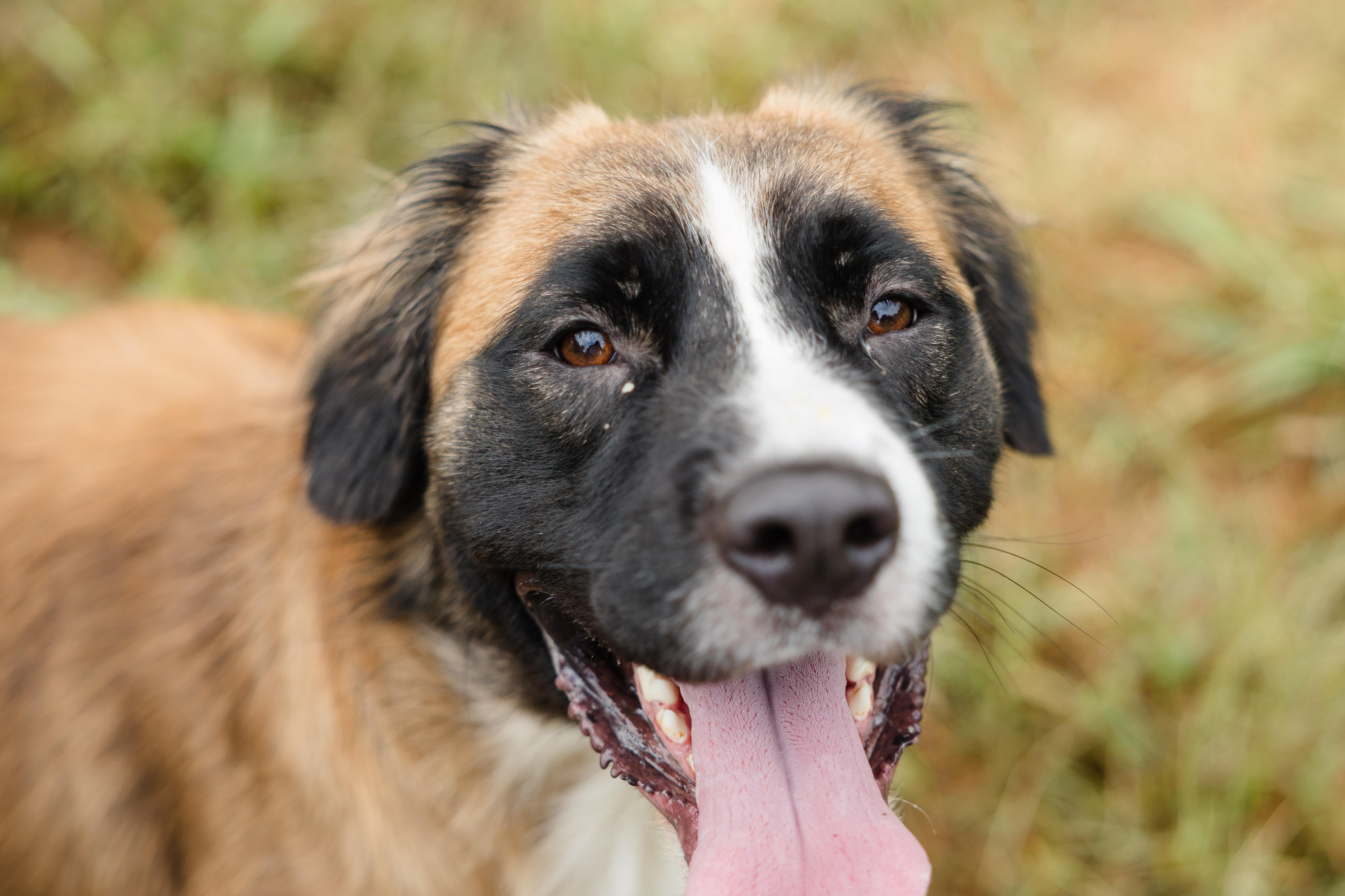 Enlarge Gator, a Adoptable mixed breed in Newburgh, IN image 1/4