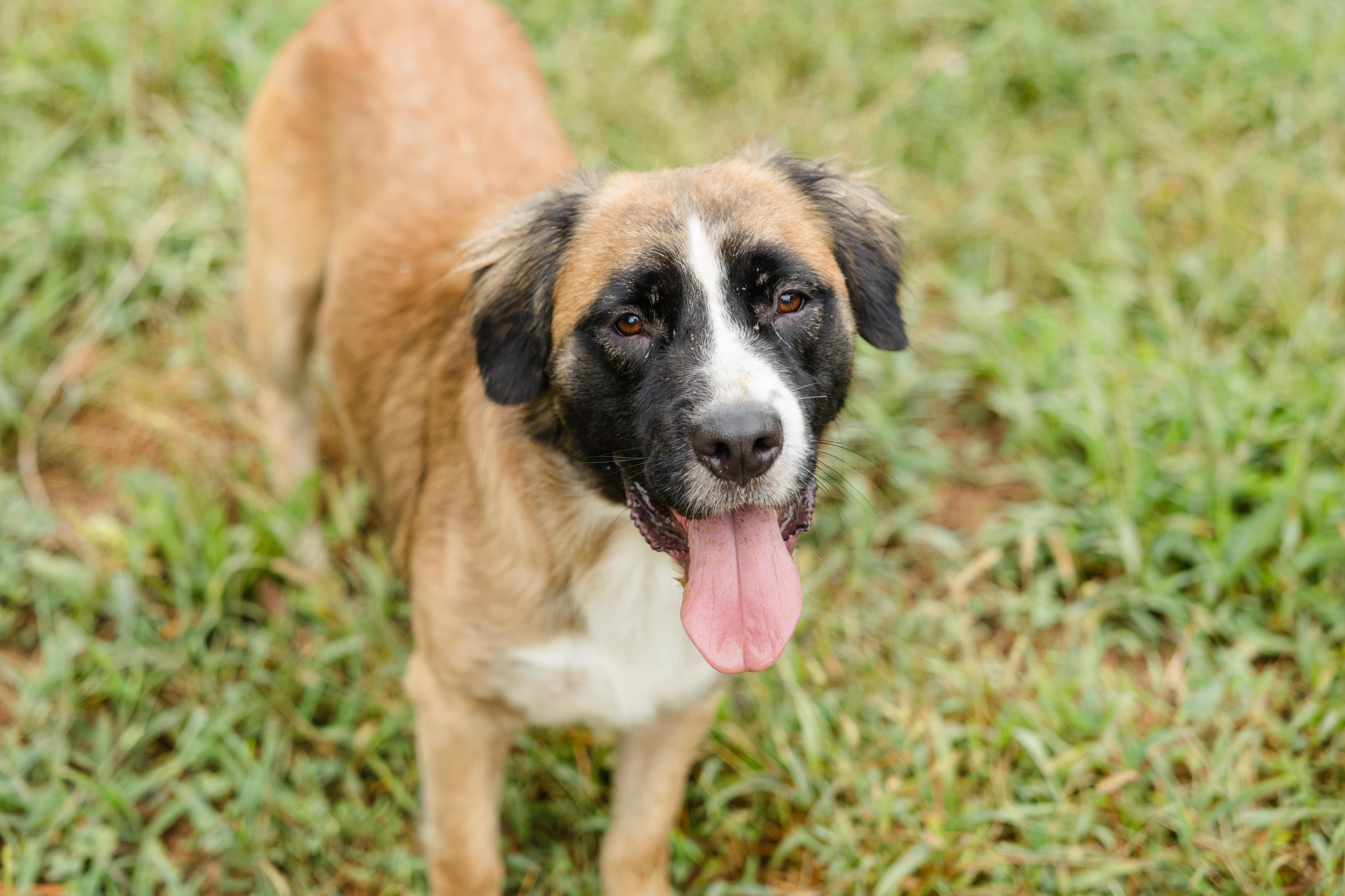 Enlarge Gator, a Adoptable mixed breed in Newburgh, IN image 3/4