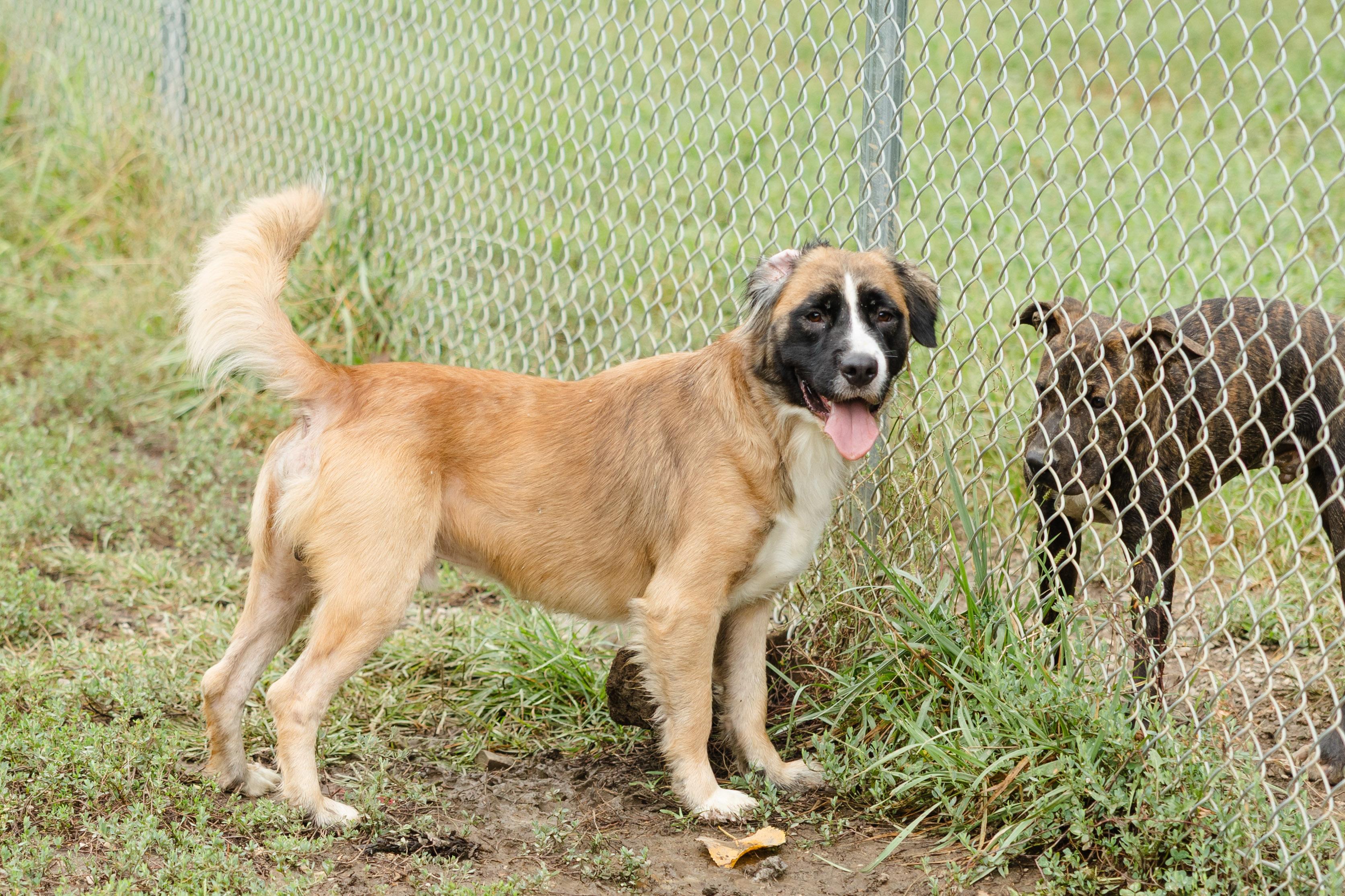 Enlarge Gator, a Adoptable mixed breed in Newburgh, IN image 2/4