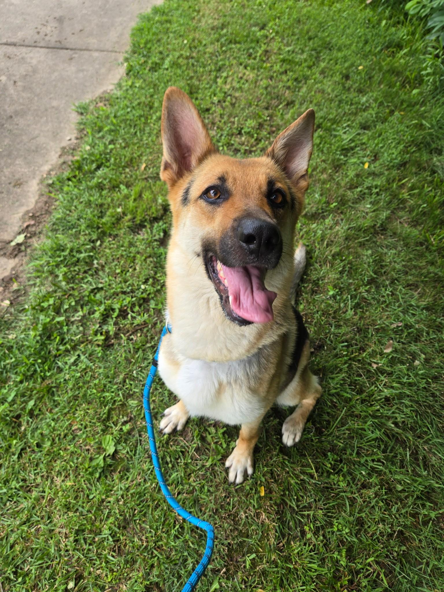 26-0285 "Darla", ADOPTABLE, Adult Female German Shepherd Dog.