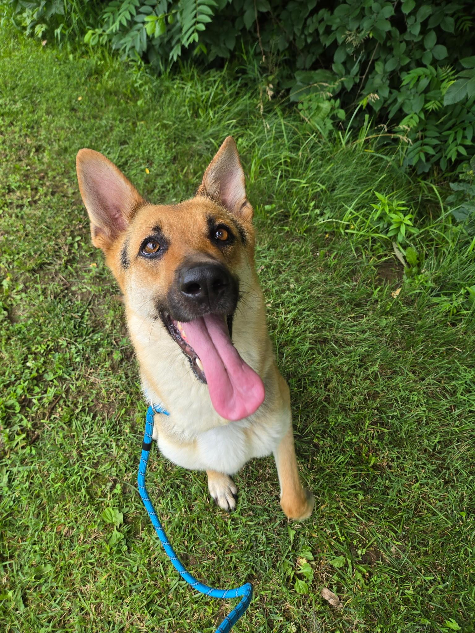Enlarge 26-0285 "Darla", a ADOPTABLE German Shepherd Dog in Leavenworth, KS image 3/5