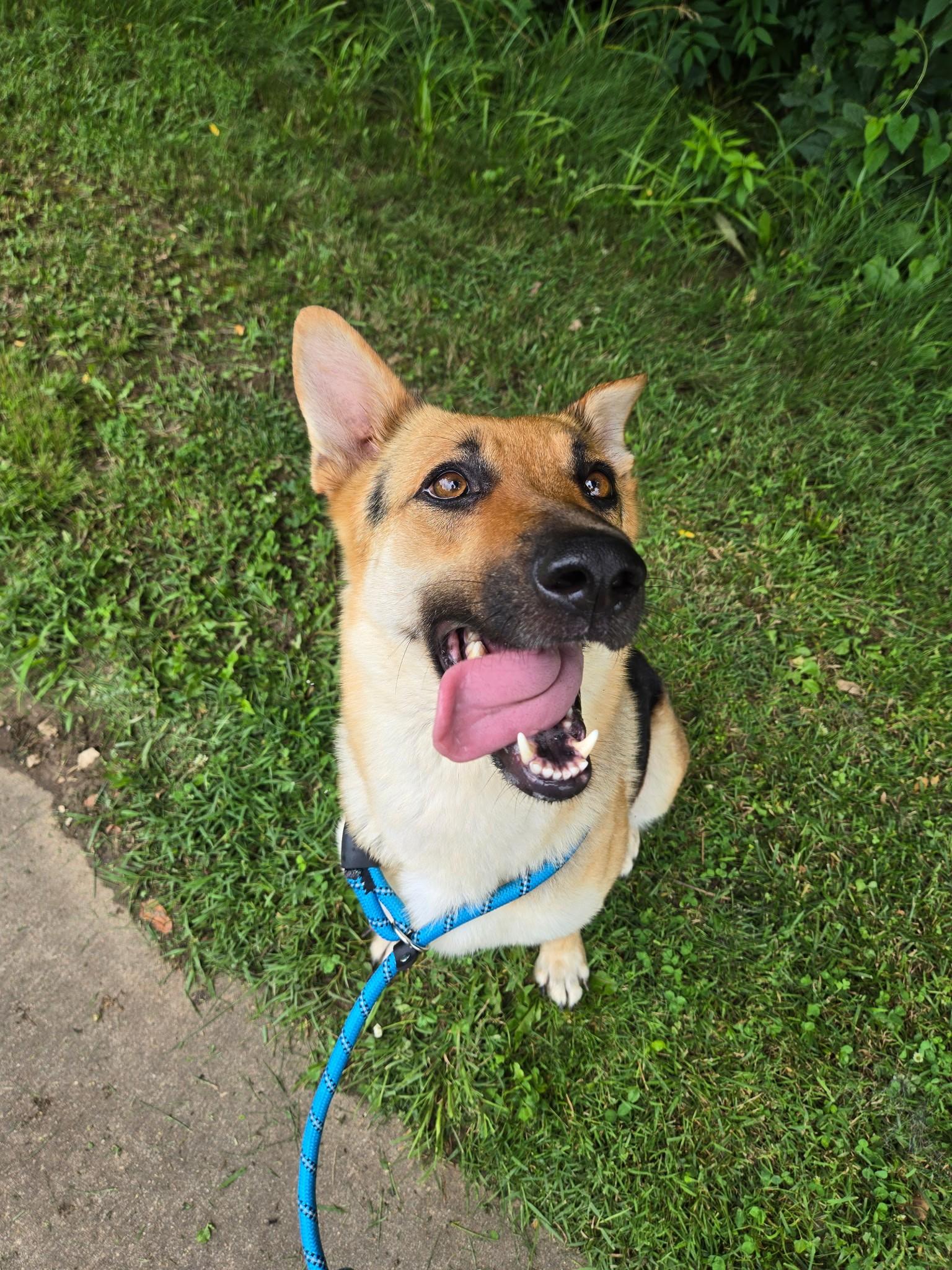 Enlarge 26-0285 "Darla", a ADOPTABLE German Shepherd Dog in Leavenworth, KS image 2/5