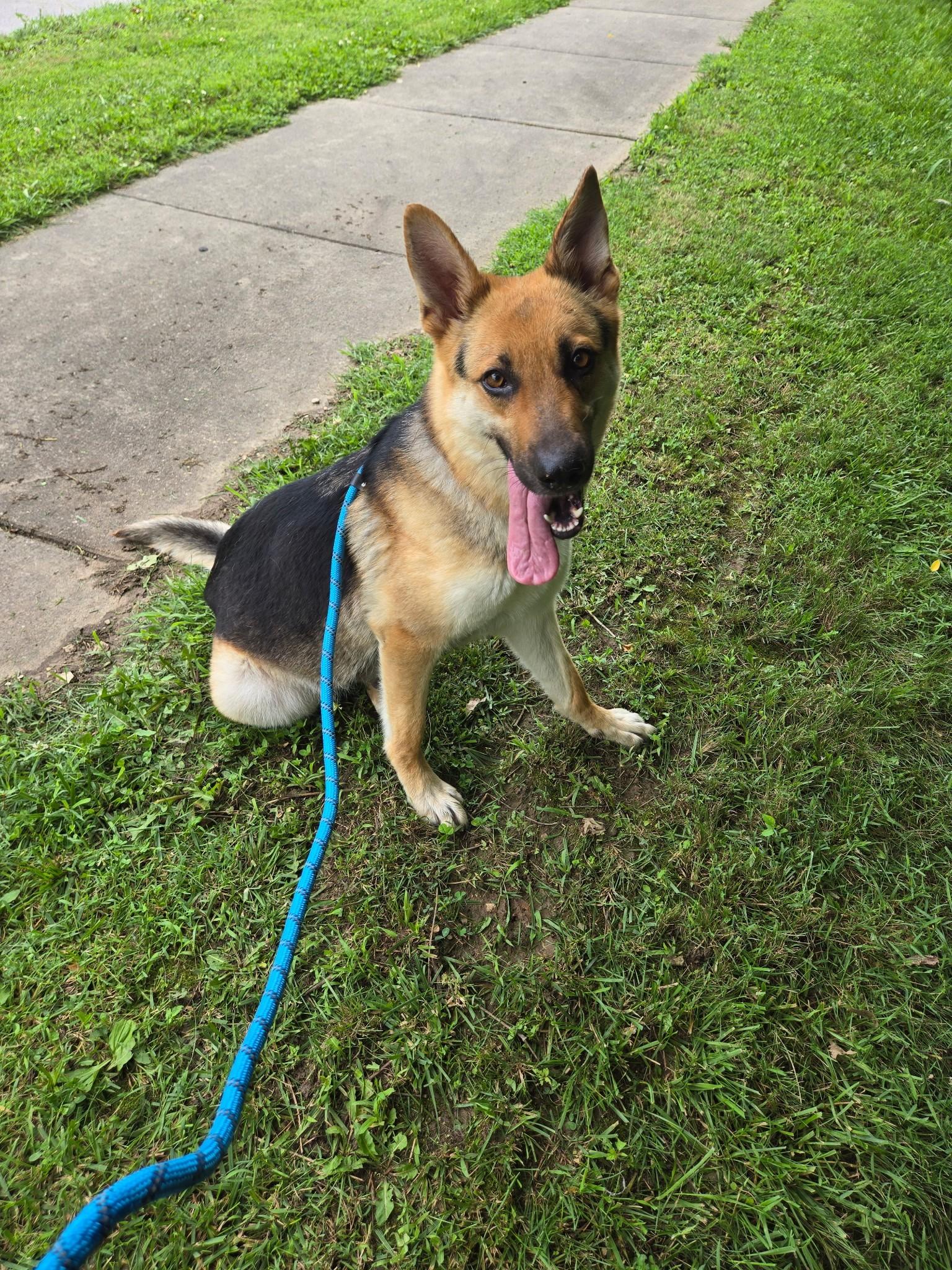 Enlarge 26-0285 "Darla", a ADOPTABLE German Shepherd Dog in Leavenworth, KS image 4/5