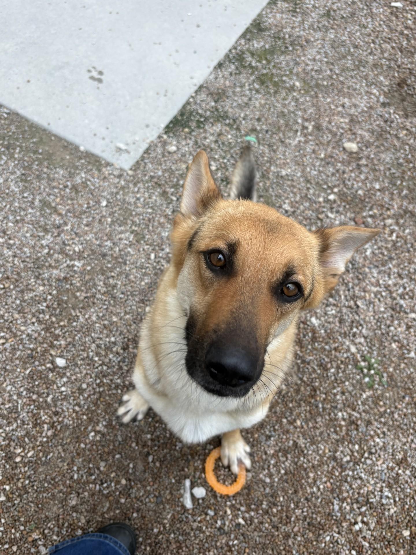 Enlarge 26-0285 "Darla", a ADOPTABLE German Shepherd Dog in Leavenworth, KS image 5/5