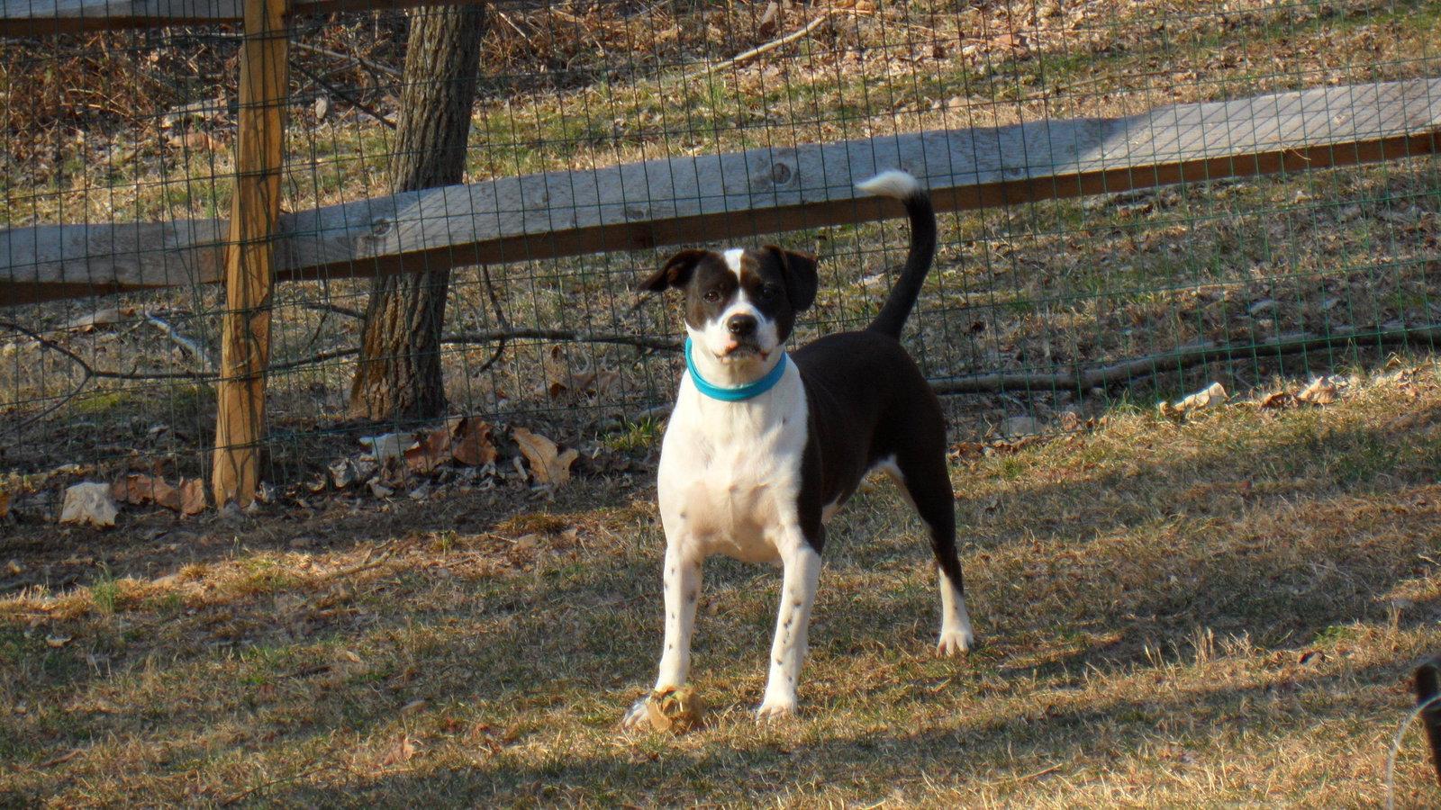 Enlarge MJ, a Adoptable mixed breed in Pittstown, NJ image 1/2
