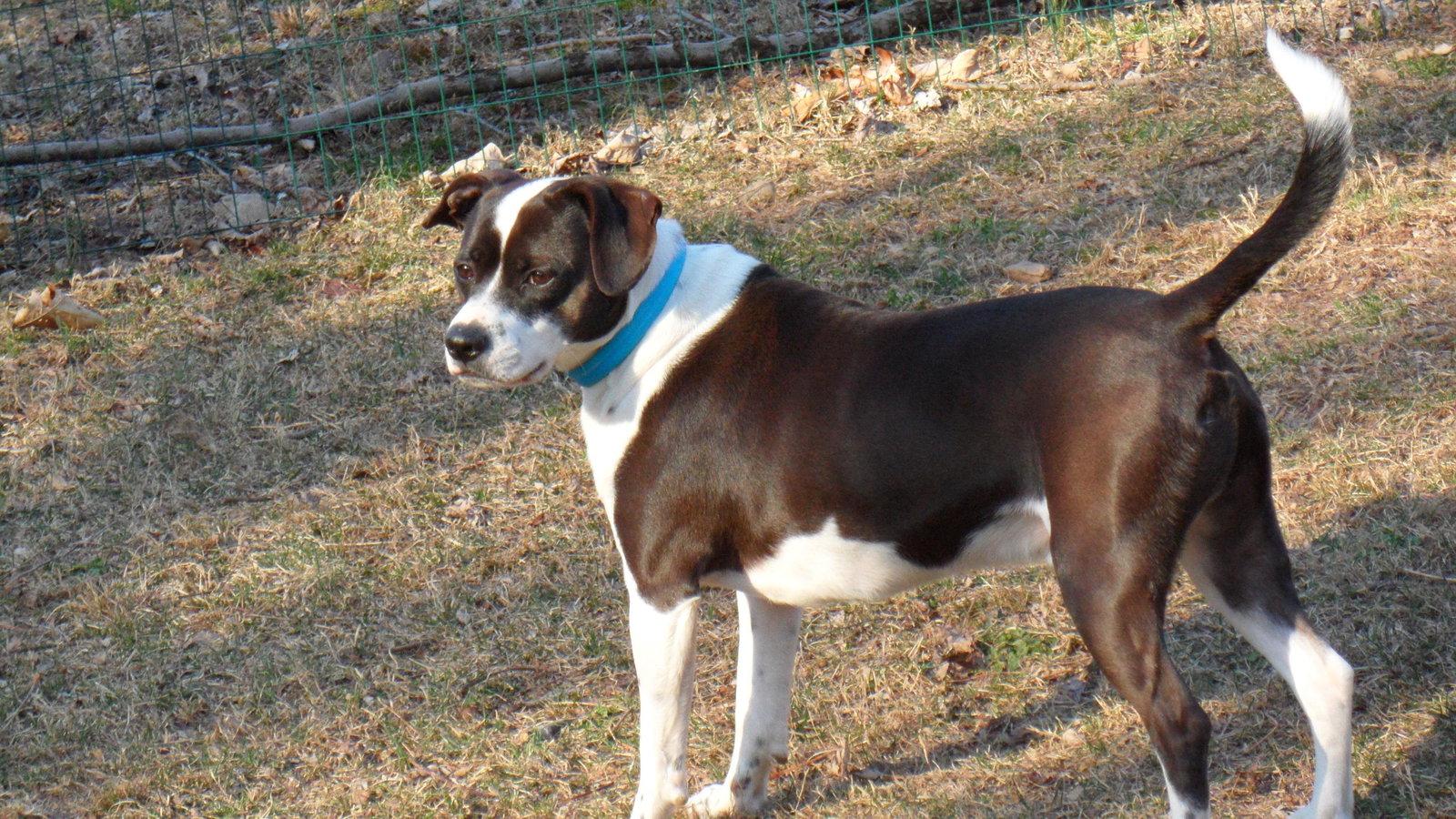 Enlarge MJ, a Adoptable mixed breed in Pittstown, NJ image 2/2