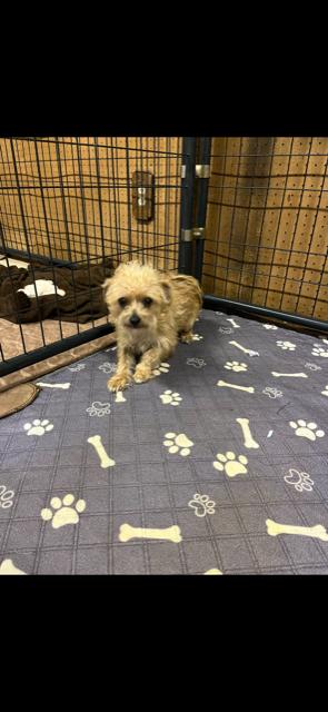 Enlarge Pluto, a Adoptable mixed breed in Union Beach, NJ image 1/2