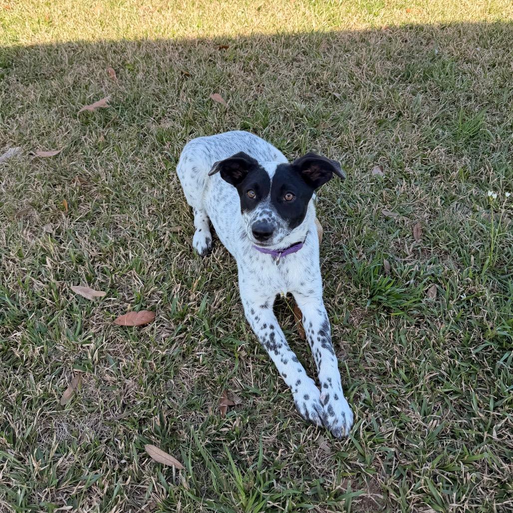 Hardcover, Adoptable, Puppy Female Shepherd & Australian Cattle Dog / Blue Heeler.