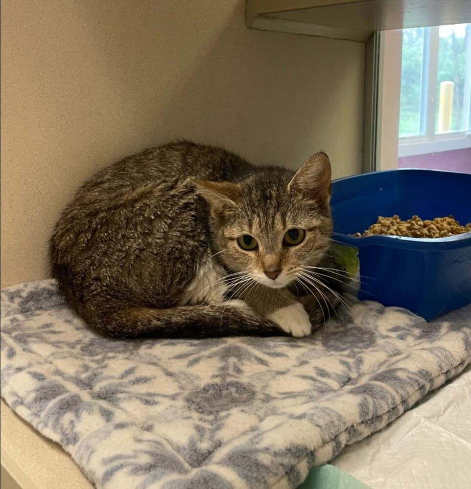 Jess, ADOPTABLE, Young Female Domestic Short Hair.