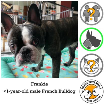 FRANKIE - pending