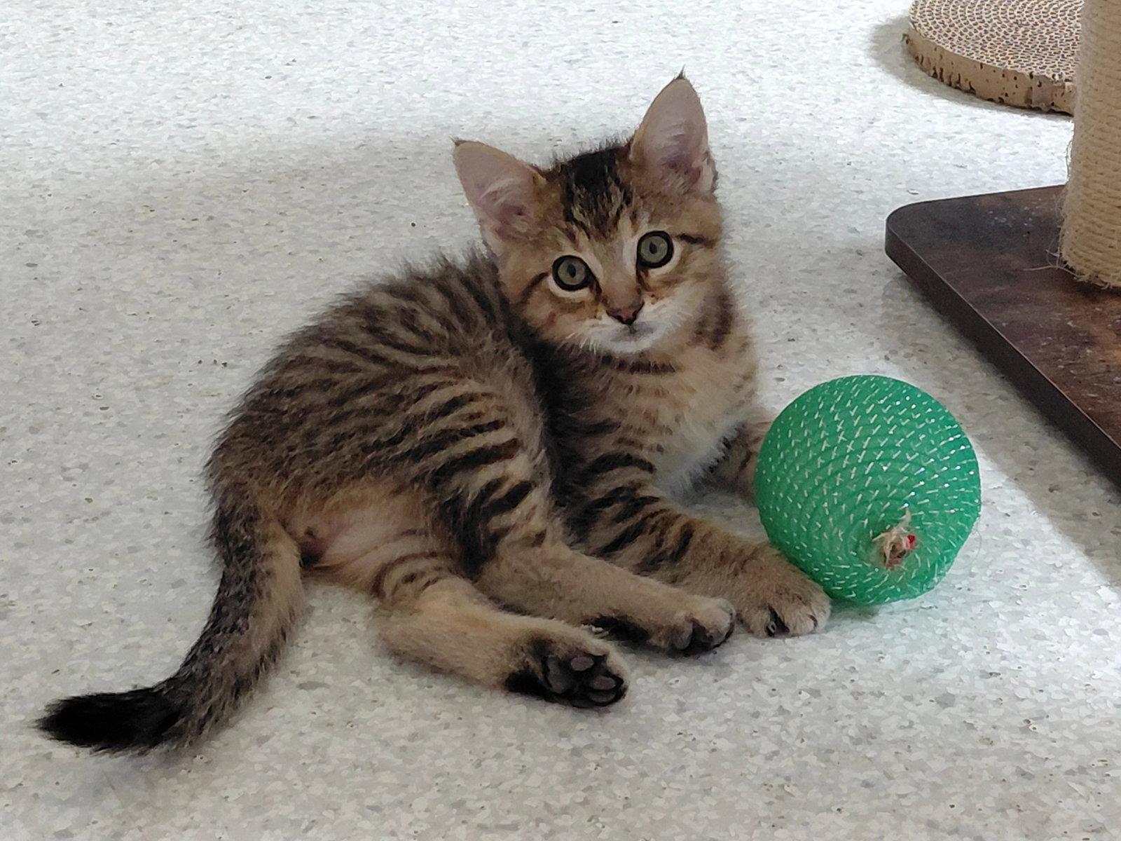 Cyril, Adoptable, Kitten Male Domestic Short Hair.