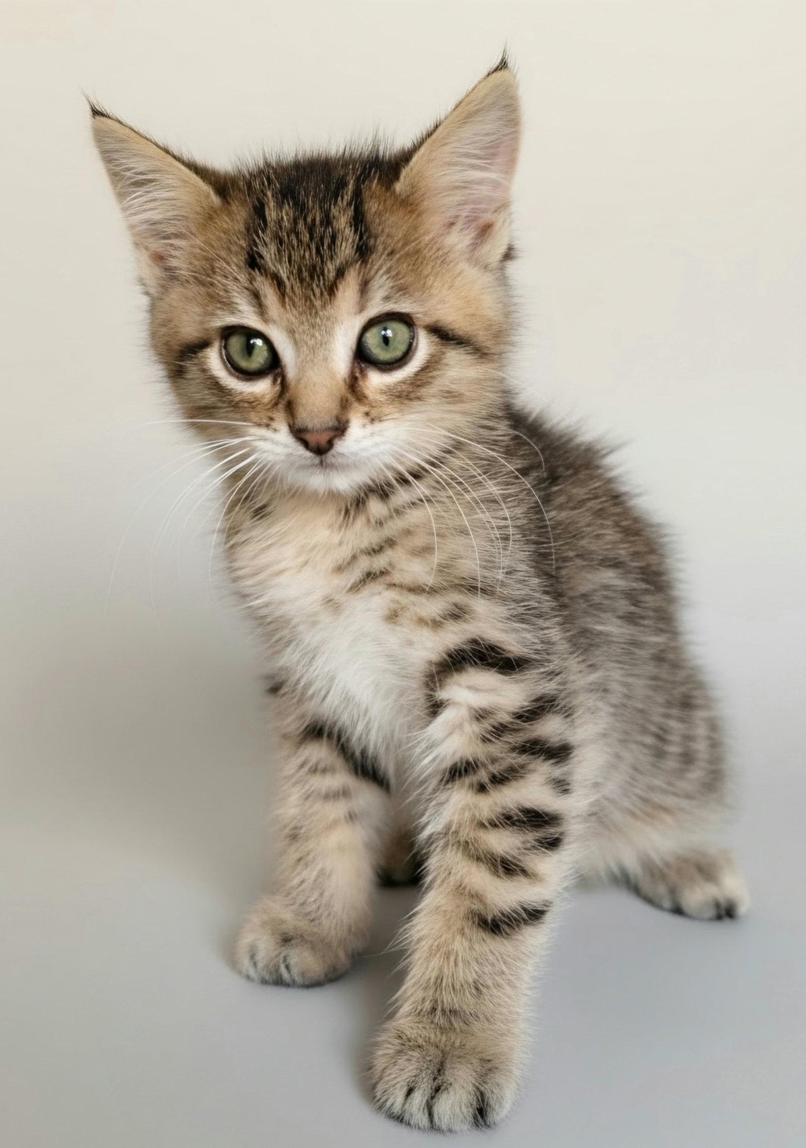 Enlarge Cyril, a Adoptable Domestic Short Hair in Montello, WI image 2/3