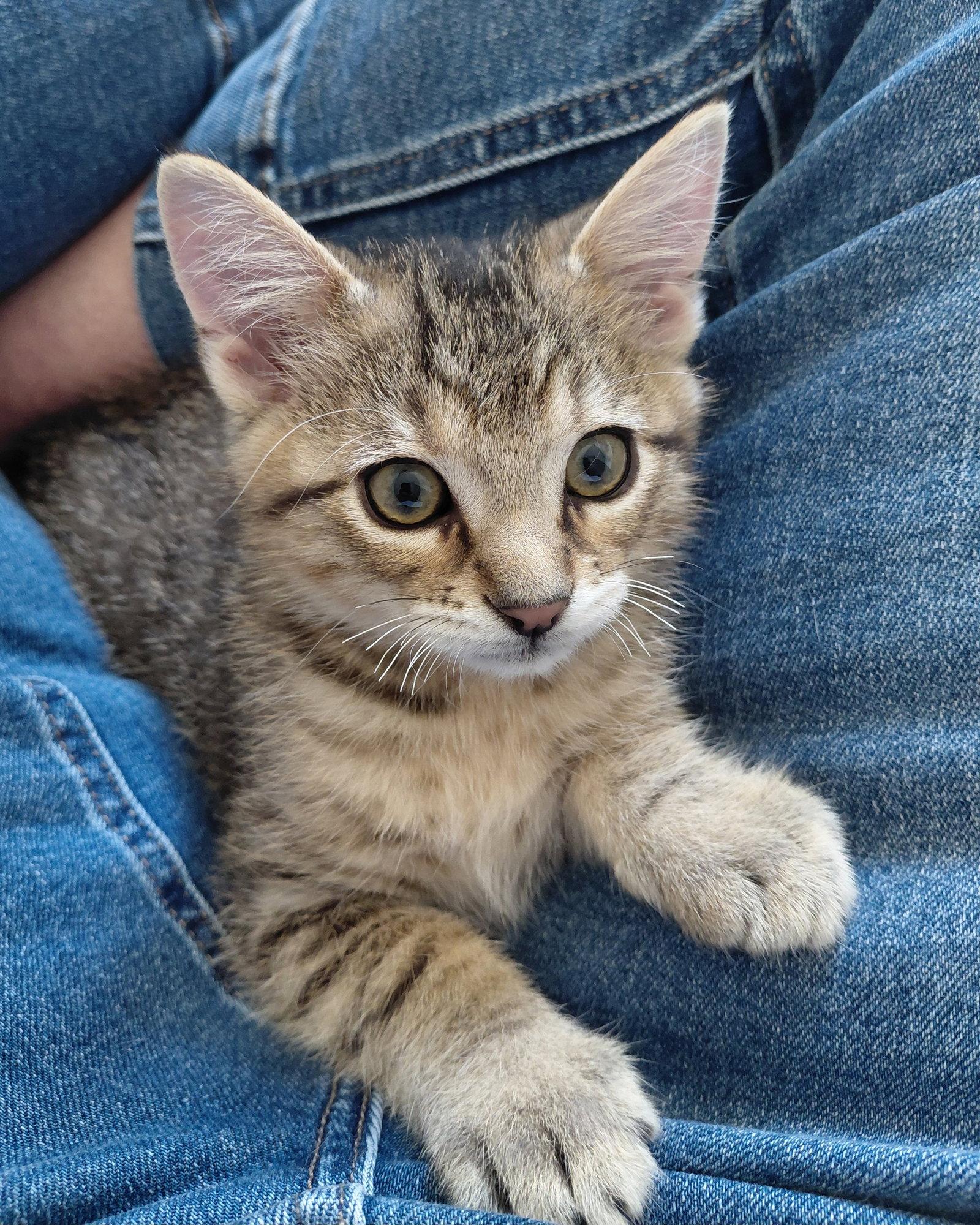 Enlarge Cyril, a Adoptable Domestic Short Hair in Montello, WI image 3/3