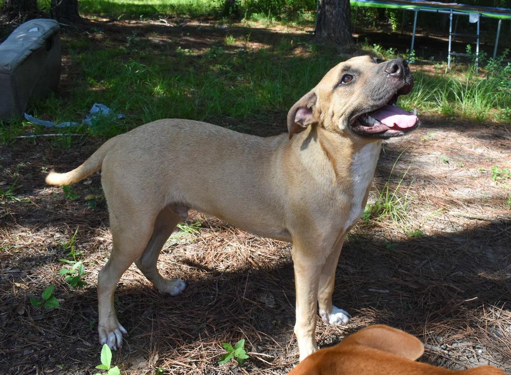 Kraken, Adopted, Young Male Pit Bull Terrier & Labrador Retriever.