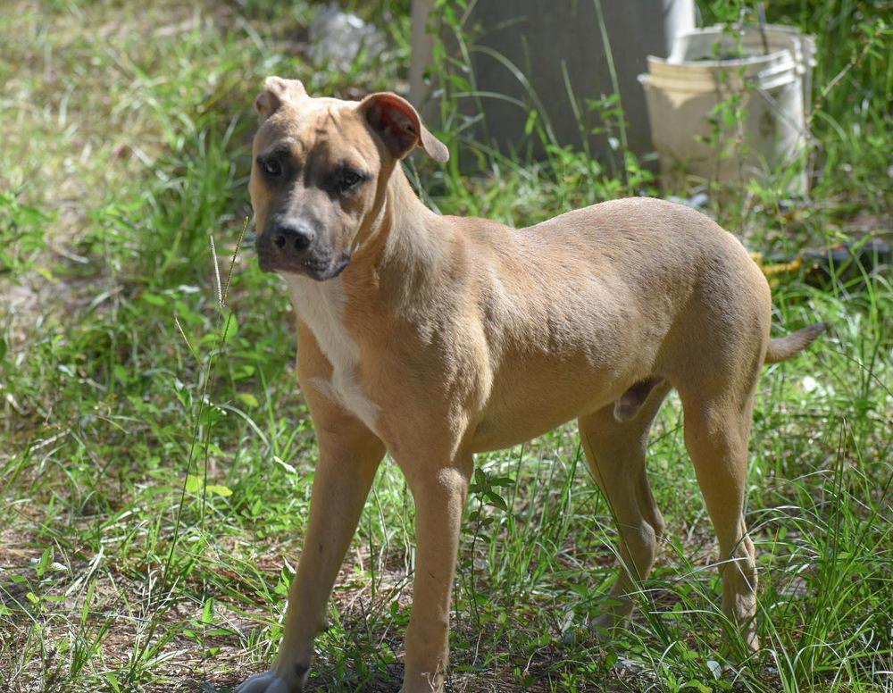 Enlarge Kraken, a Adopted mixed breed in Newton, TX image 2/2