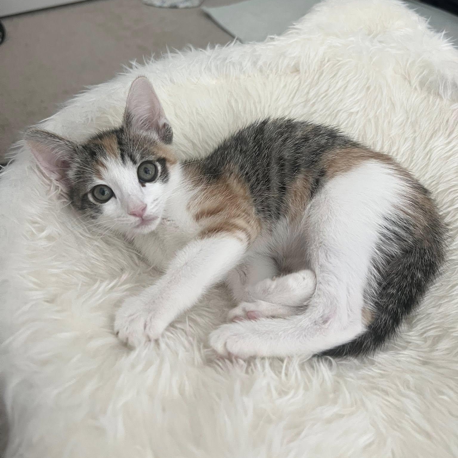 Enlarge Cayenne, a ADOPTABLE Domestic Short Hair in Queen Creek, AZ image 1/6