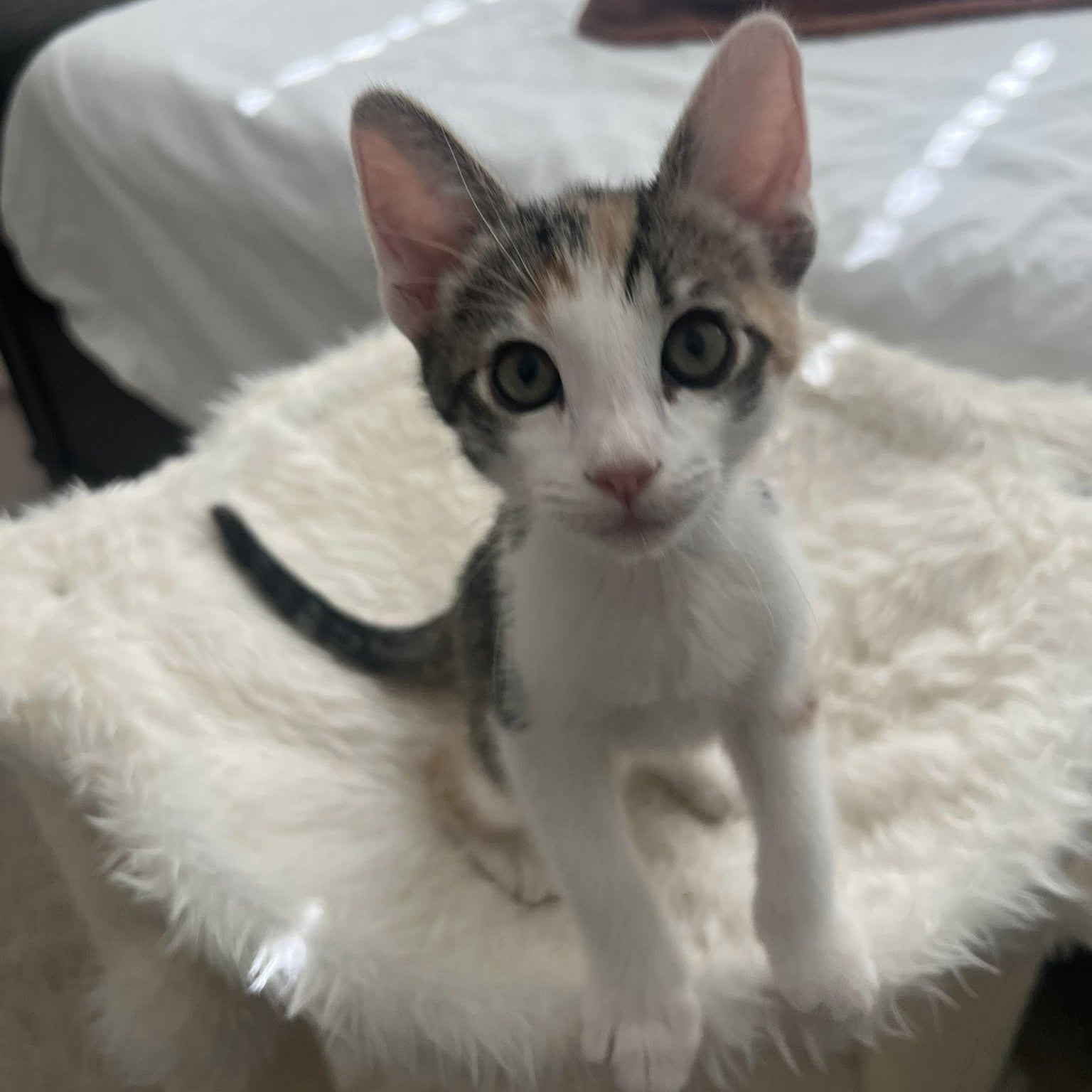 Enlarge Cayenne, a ADOPTABLE Domestic Short Hair in Queen Creek, AZ image 4/6