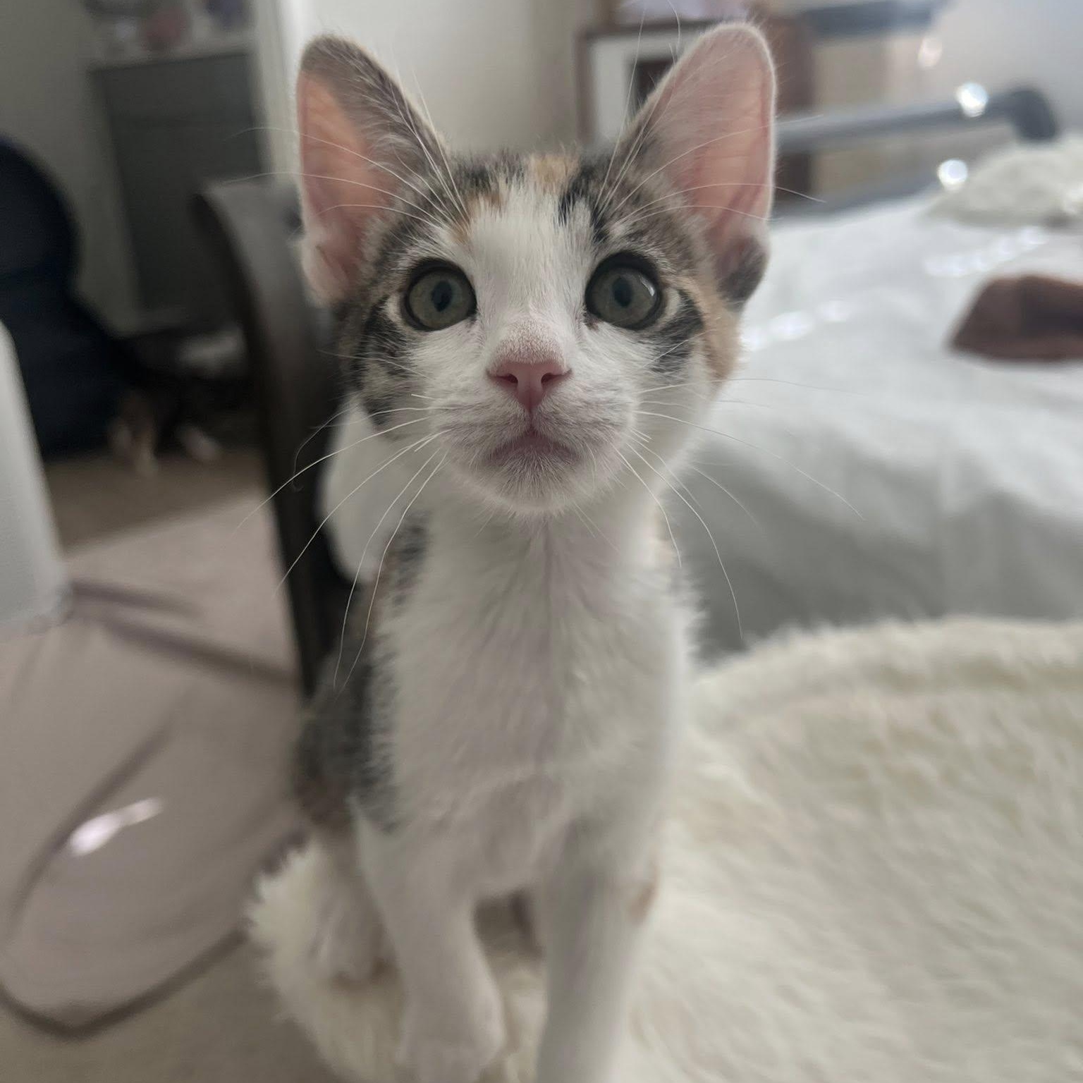 Enlarge Cayenne, a ADOPTABLE Domestic Short Hair in Queen Creek, AZ image 2/6