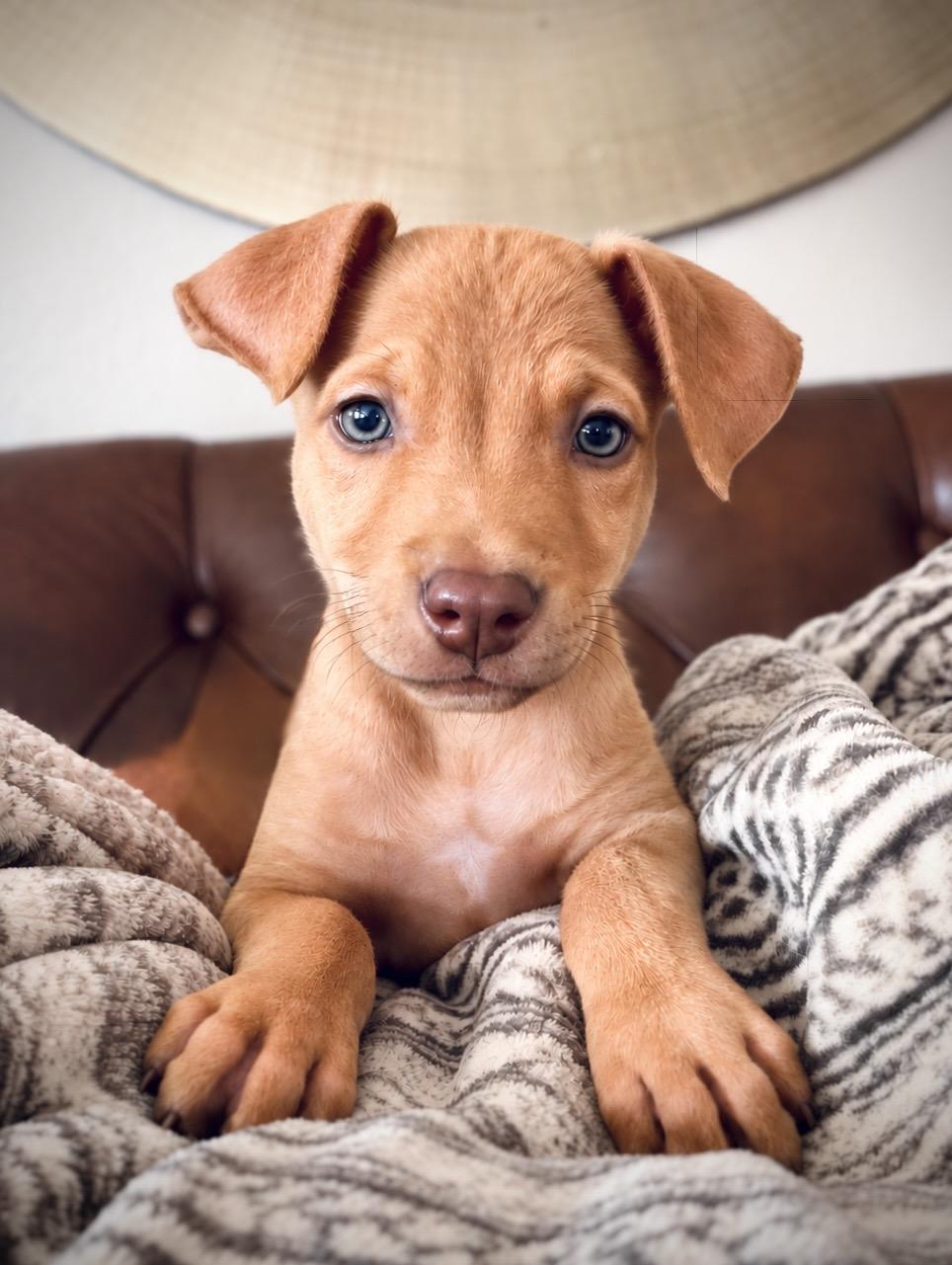 Enlarge Kenny, a Adoptable mixed breed in Oakland, CA image 2/4