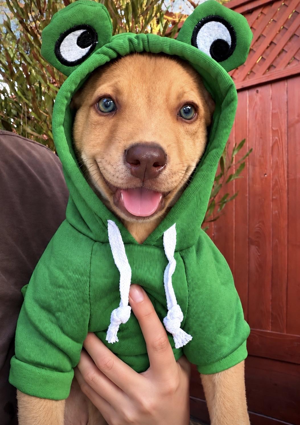Kenny, Adoptable, Puppy Male Pit Bull Terrier.