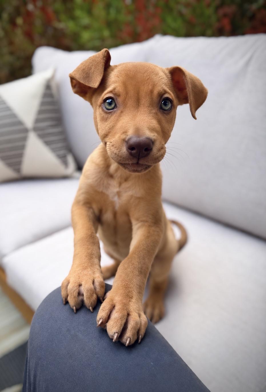 Enlarge Kenny, a Adoptable mixed breed in Oakland, CA image 3/4