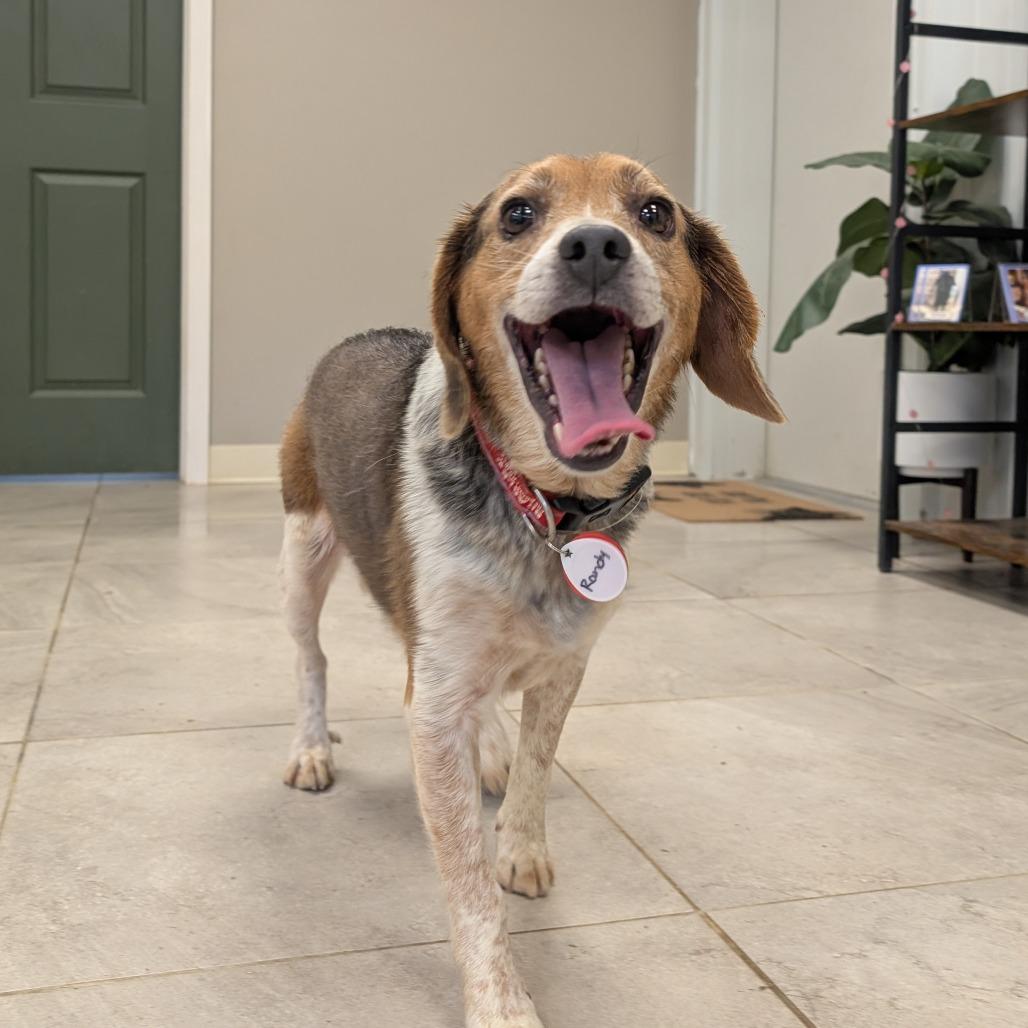 Randy, Adoptable, Adult Male Beagle & Mixed Breed.