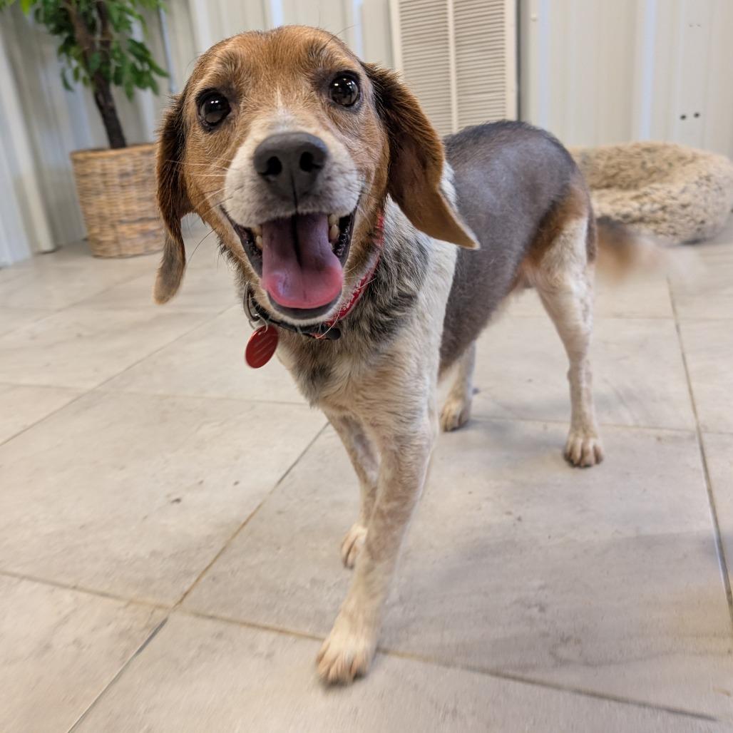 Enlarge Randy, a Adoptable mixed breed in Nowata, OK image 2/3